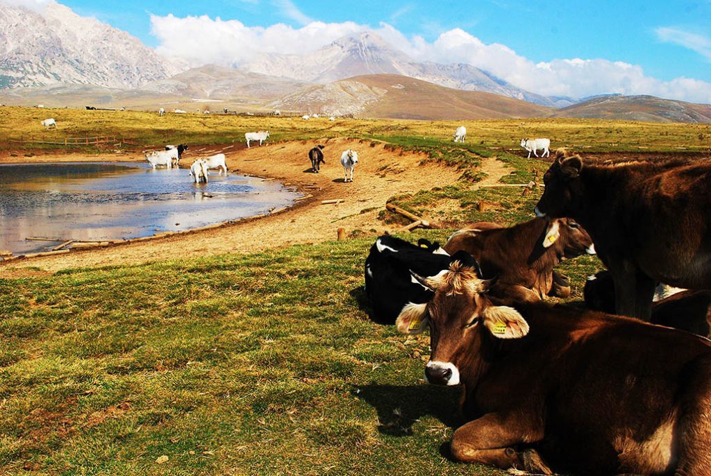 abruzzo-gran-sasso-koeien