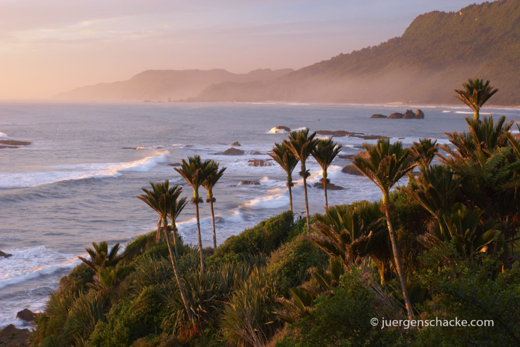 nieuw-zeeland-hokitika-nikau-palmbomen-juerge-schacke