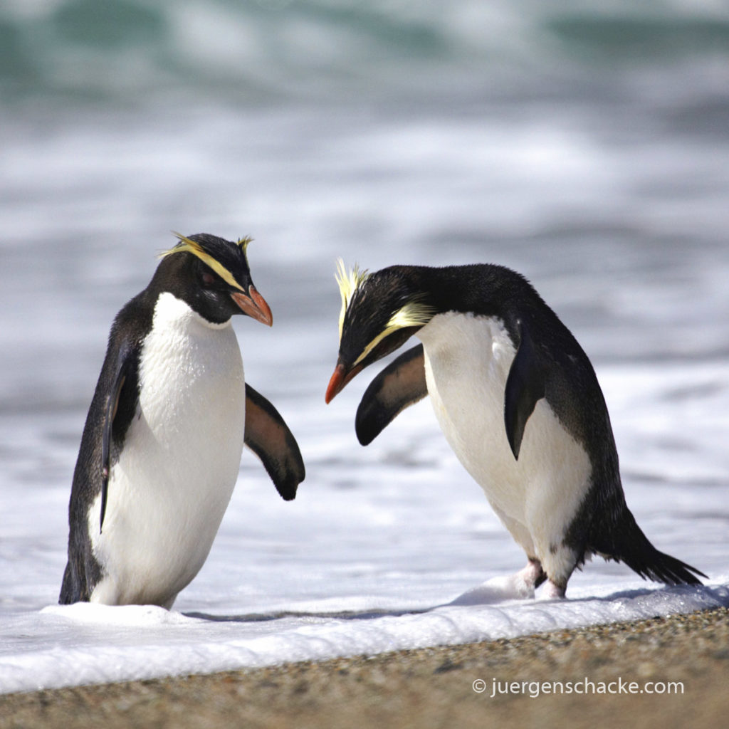 nieuw-zeeland-piguins
