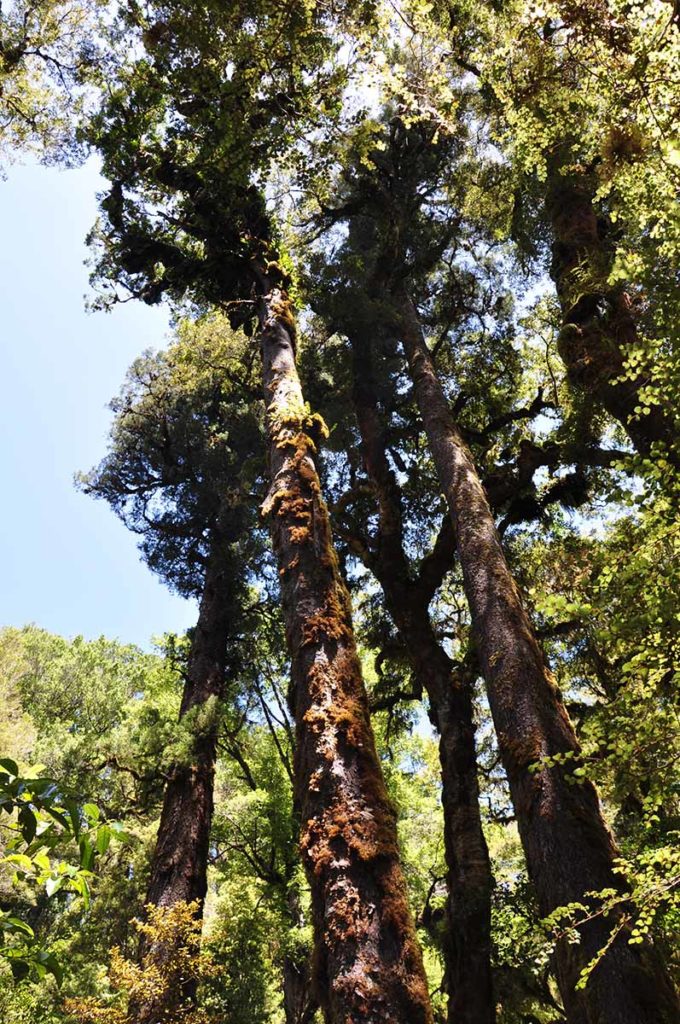 nieuw-zeeland-honeycomb-oparara-basin-bomen-hoog