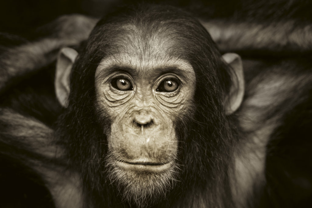 baby-chimpanzee-face-to-face-boek-teneues