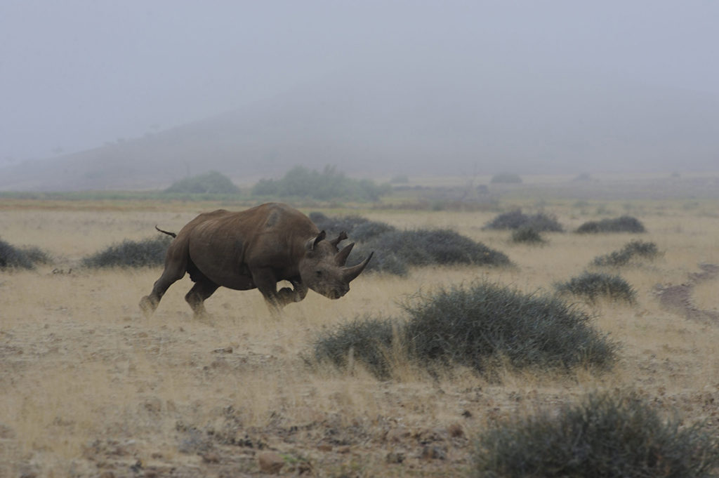 namibië-damaraland-desert-rhino-camp-zwarte-neushoorn-ben