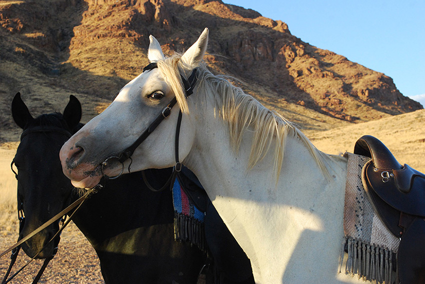 namibia-naukluft-dessert-homestead-horses
