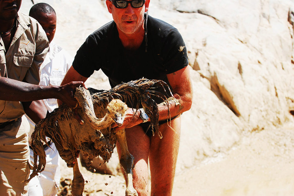namibië-skeleton-coast-struisvogel-jong-gered