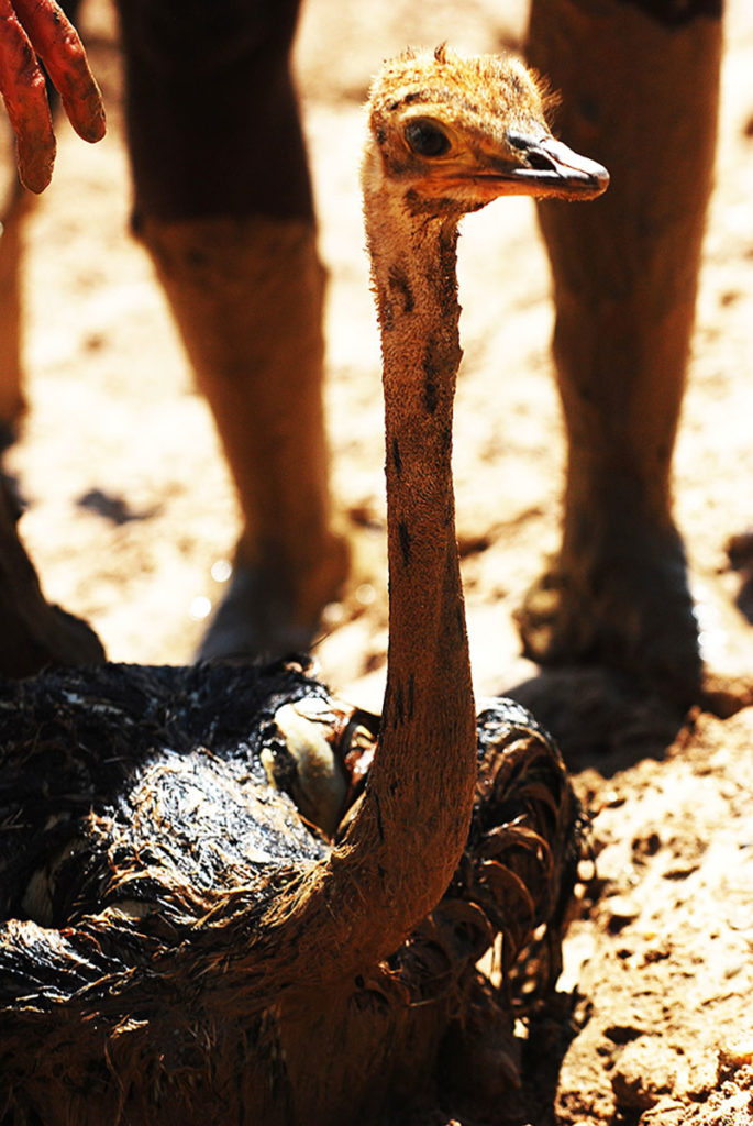 namibië-skeleton-coast-struisvogel-jong-redding-bijkomen