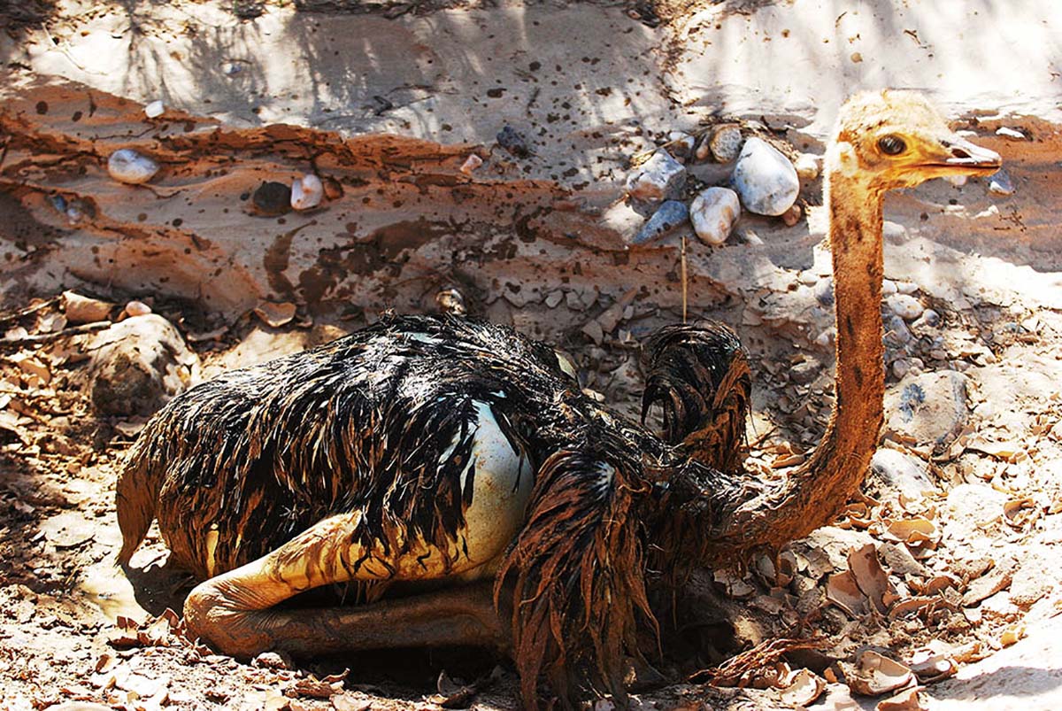 namibie-skeleton-coast-struisvogeljong-zandput