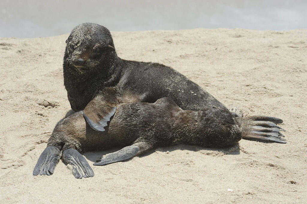 namibië-skeleton-coast-zeeleeuwenjong-slapen