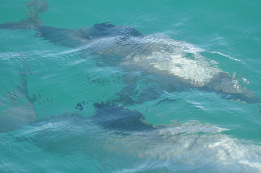 nieuw-zeeland-banks-paninsula-dolfijnen