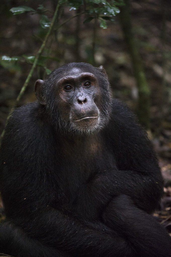oeganda-kibale-chimpansee-portret