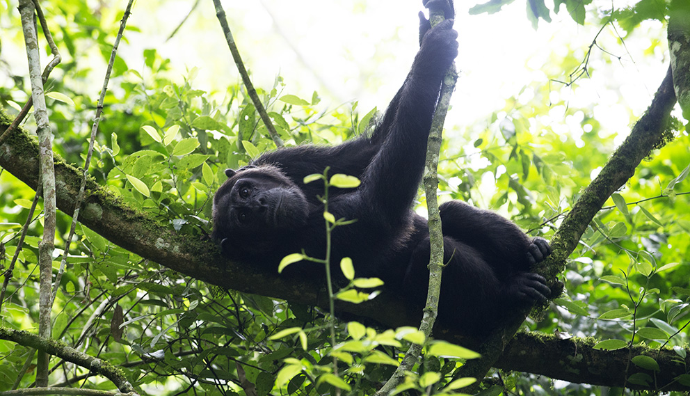 oeganda-kibale-chimpansee-relax