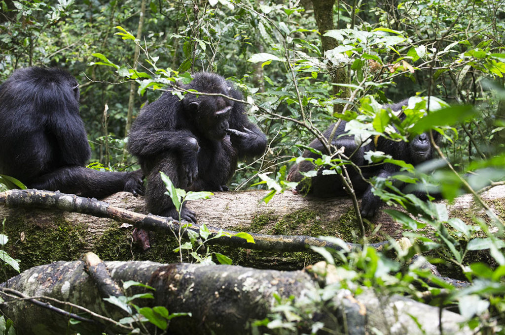 oeganda-kibale-chimpansees