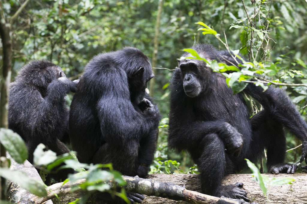 oeganda-kibale-chimpansees-vlooien