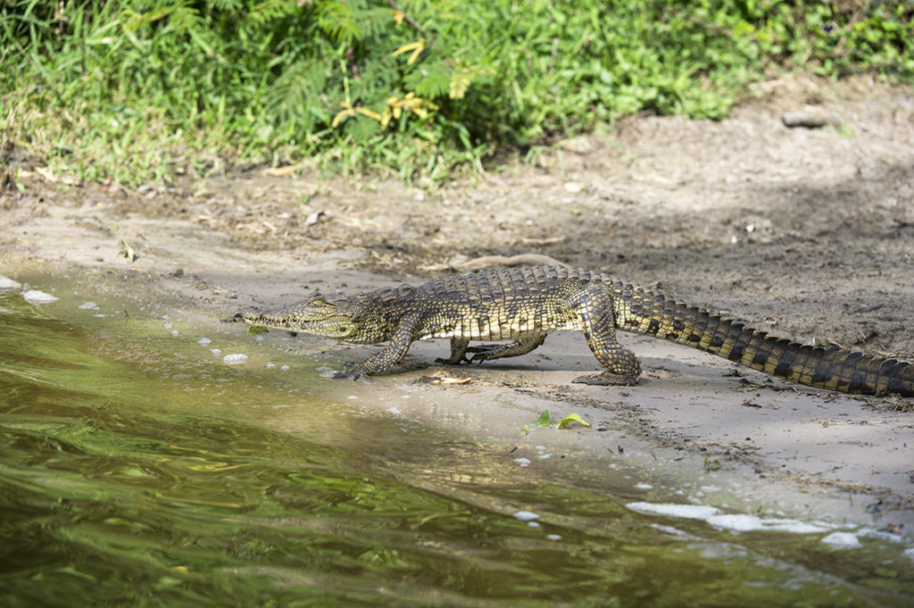 oeganda-lake-mburo-krokodil
