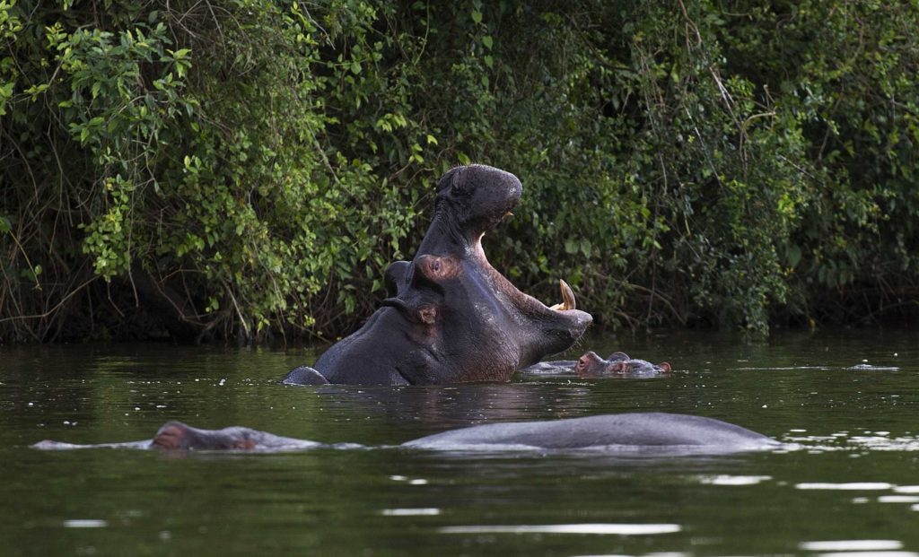 Lake-mburo-nijlpaard