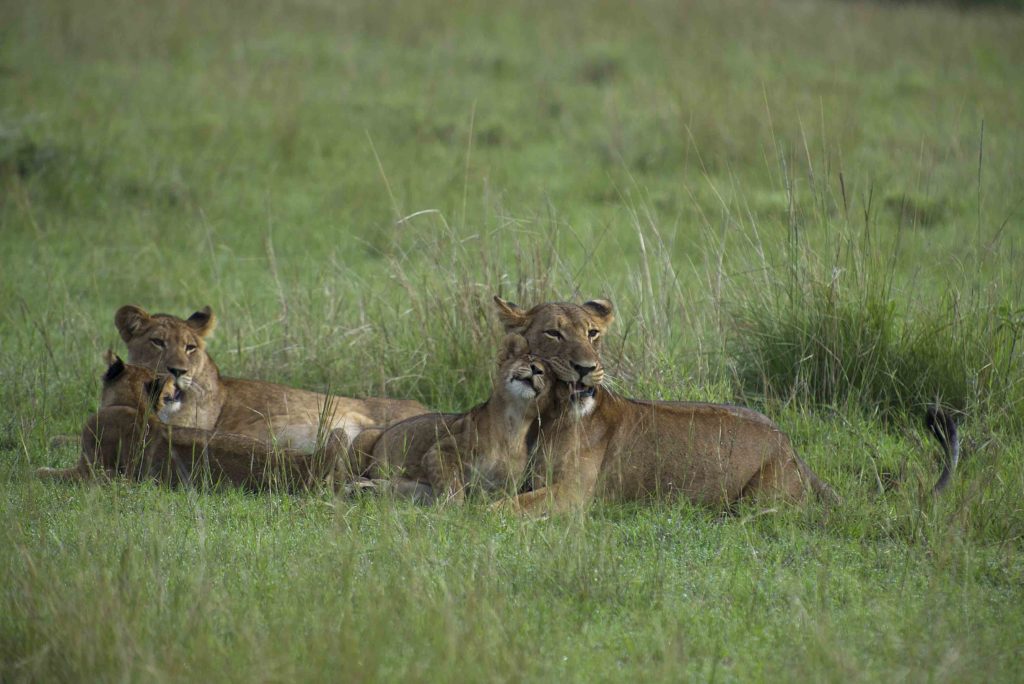 oeganda-queen-elizabeth-park-leeuwen