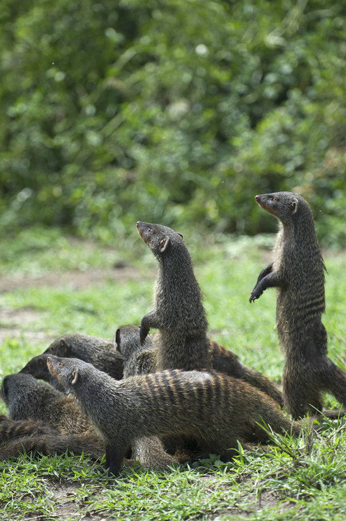 oeganda-queen-elizabeth-park-mongoose