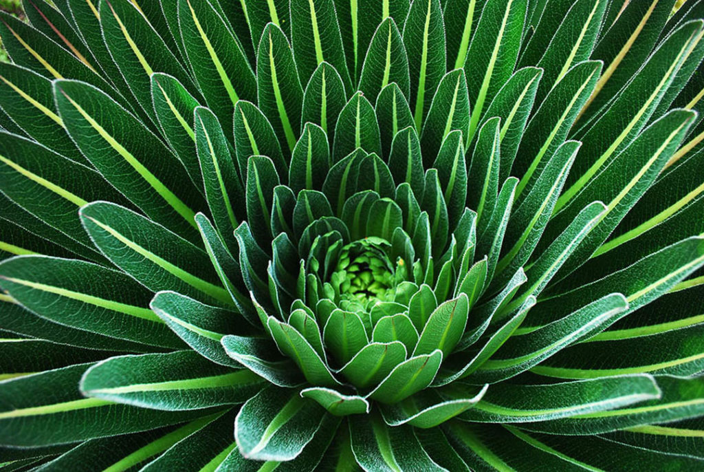 oeganda-rwenzori-giant-lobelia-closeup