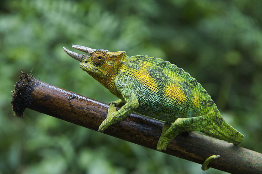 uganda rwenzori chameleon
