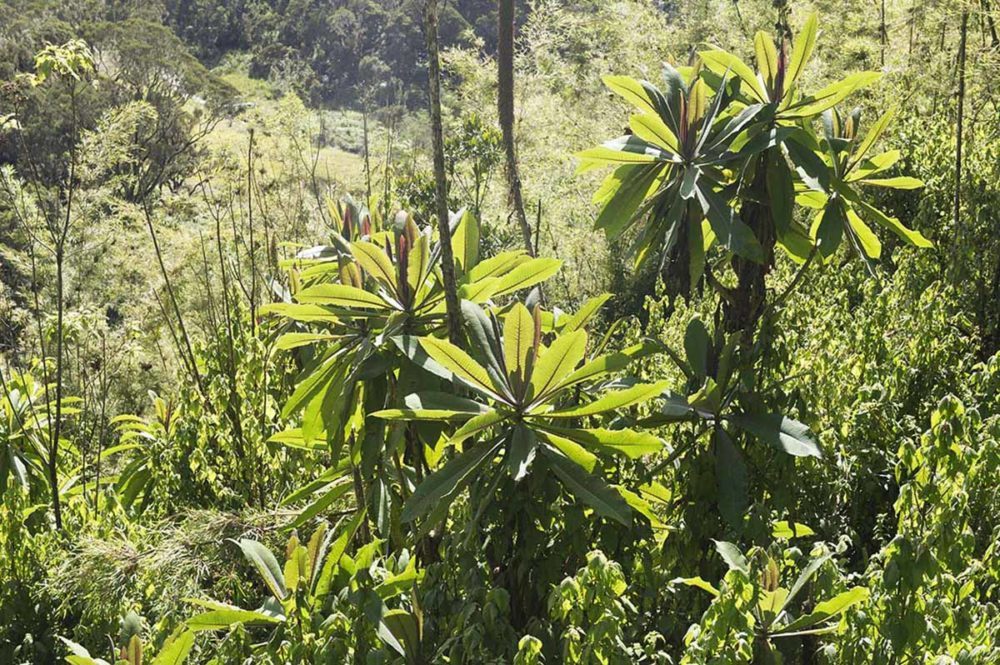 oeganda-rwenzori-vegetatie-uitzicht