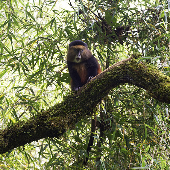 uganda-virungu-golden-monkey