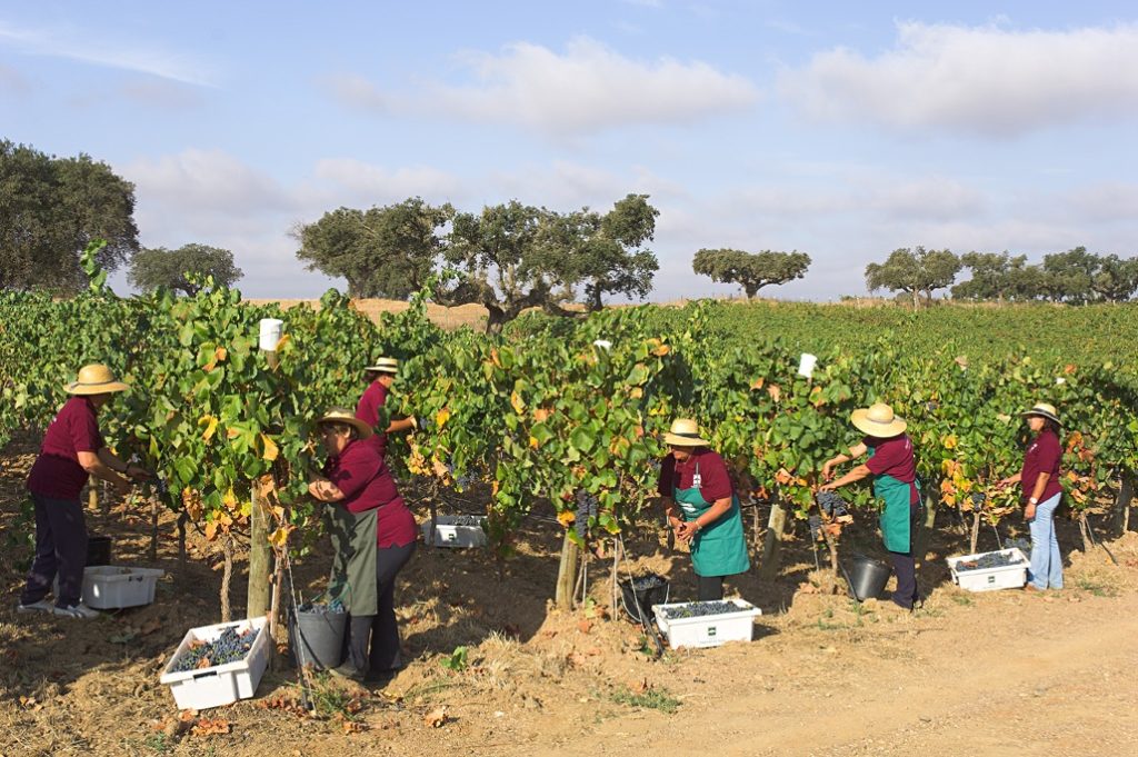 portugal-alentejo-vines