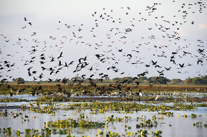 venezuela-el-cedral-paardrijden-vogels