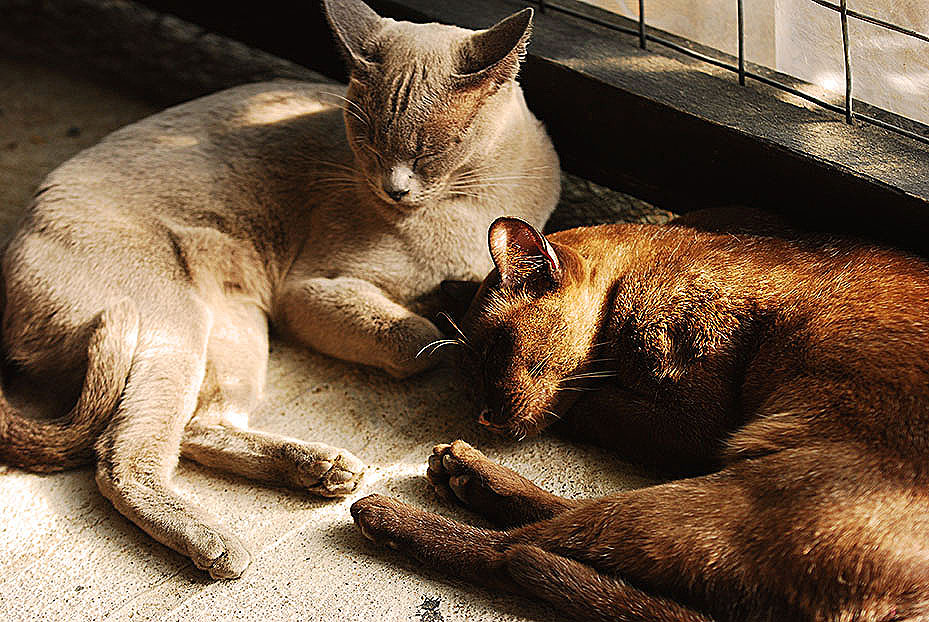 Myanmar-Burmese-cats-Intharheritage-house