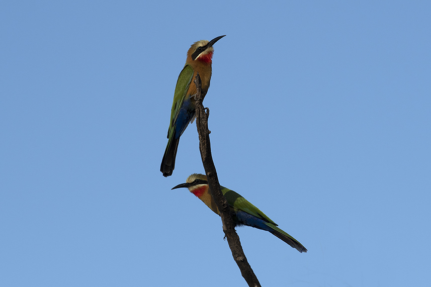 botswana bee-eaters