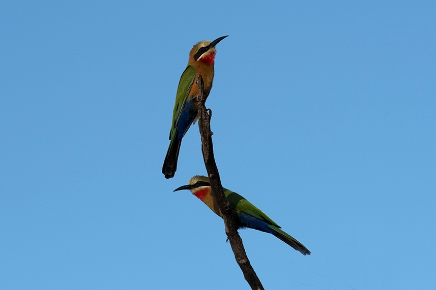 botswana-bijeneters