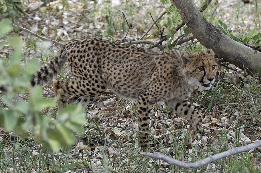 botswana-cheeta