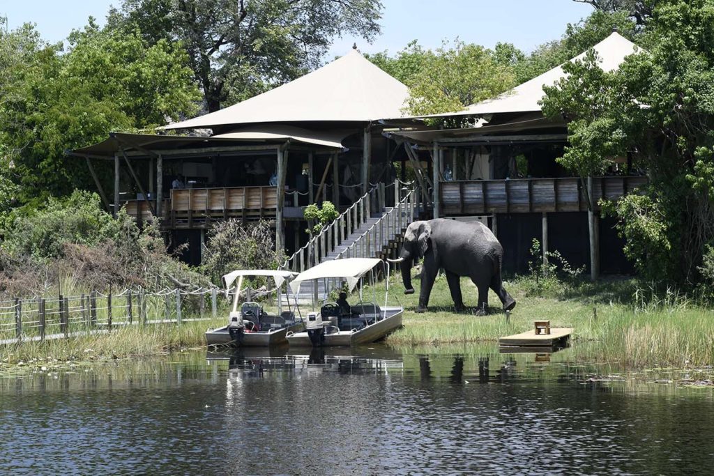 botswana-duma-tao-olifant-passeert