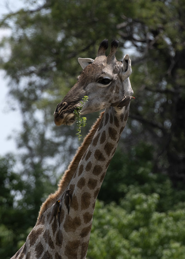 botswana game drive giraffe