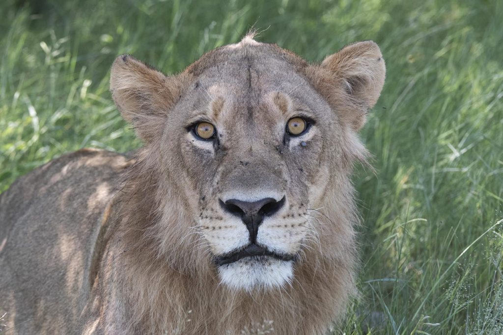 botswana-gamedrive-young-lion