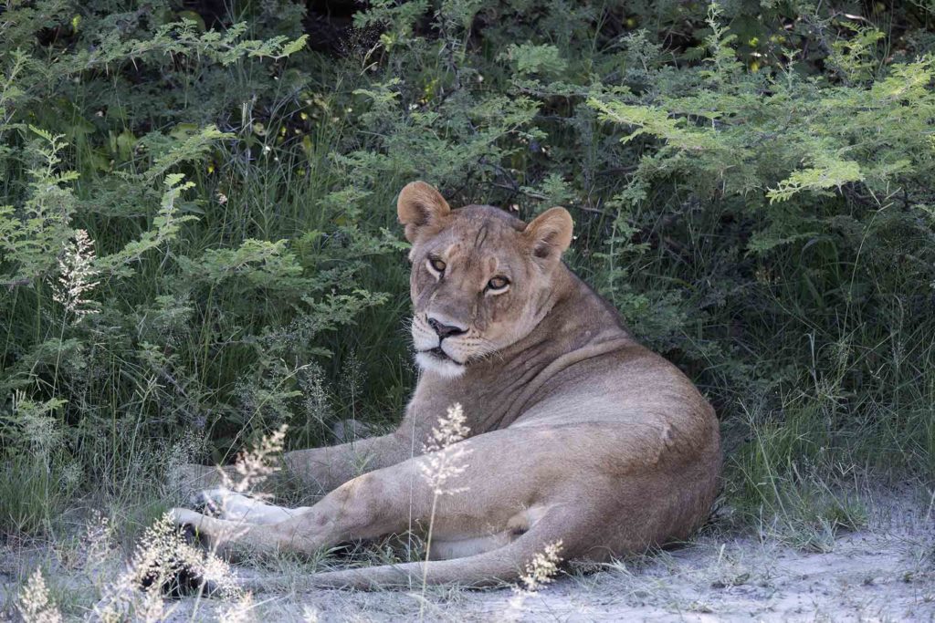 botswana game drive lioness