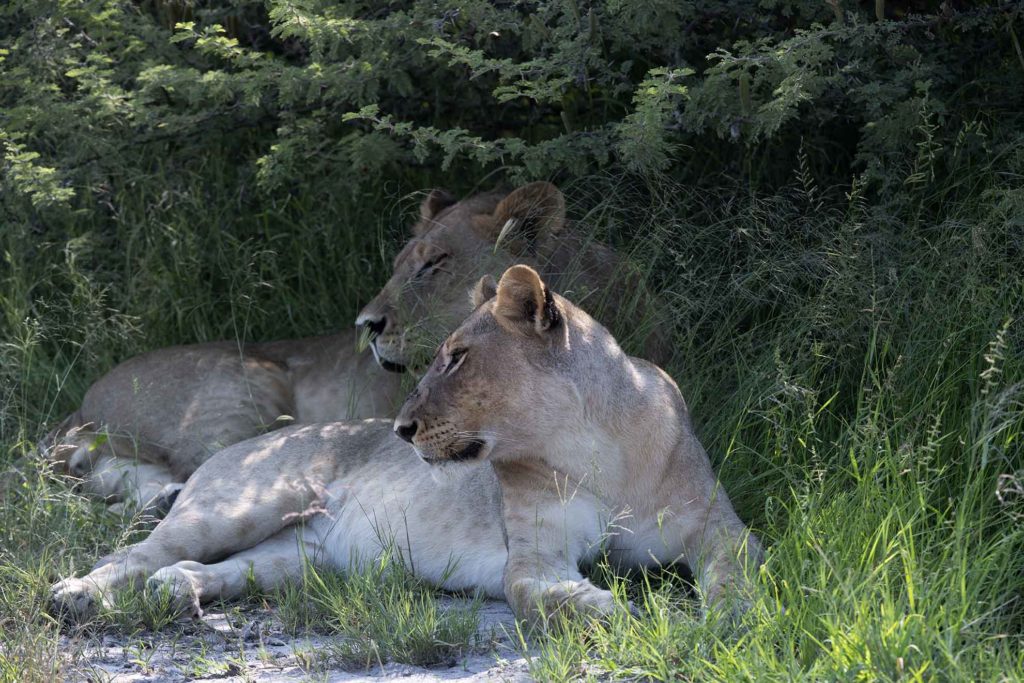 botswana game drive lionesses