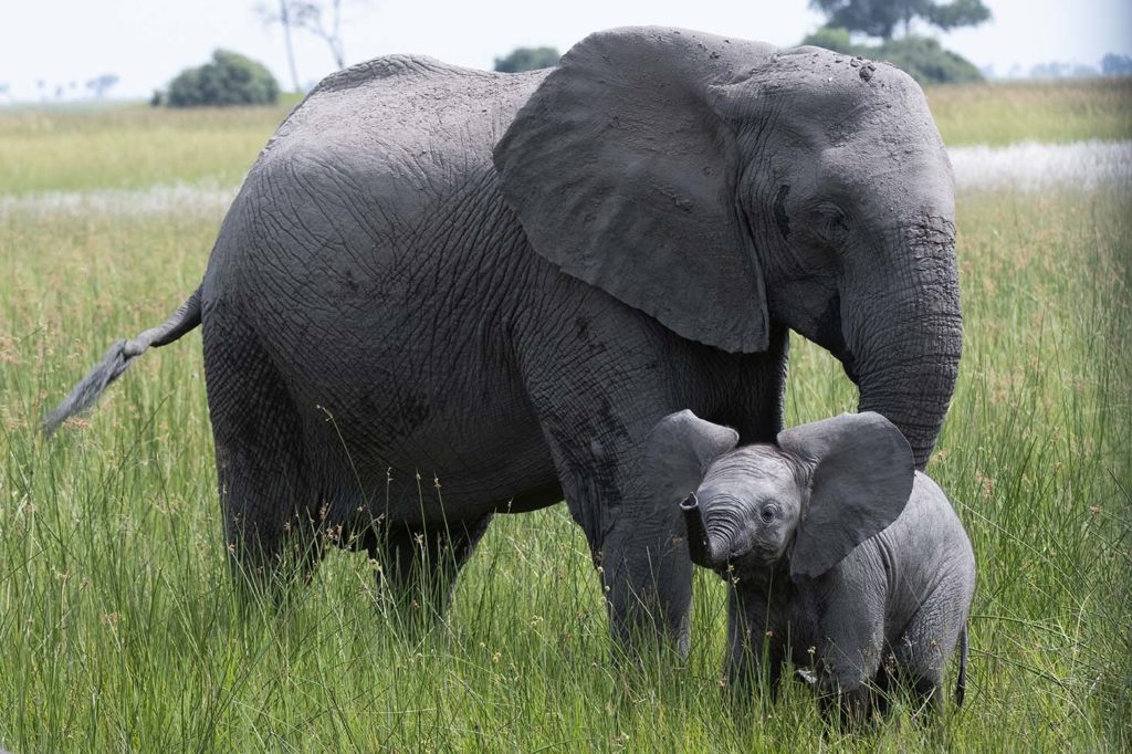 botswana-gamedrive-elephant-with-cub