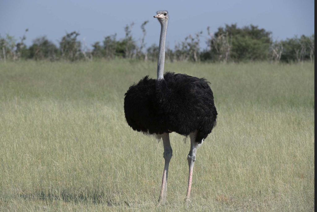 botswana game drive ostrich
