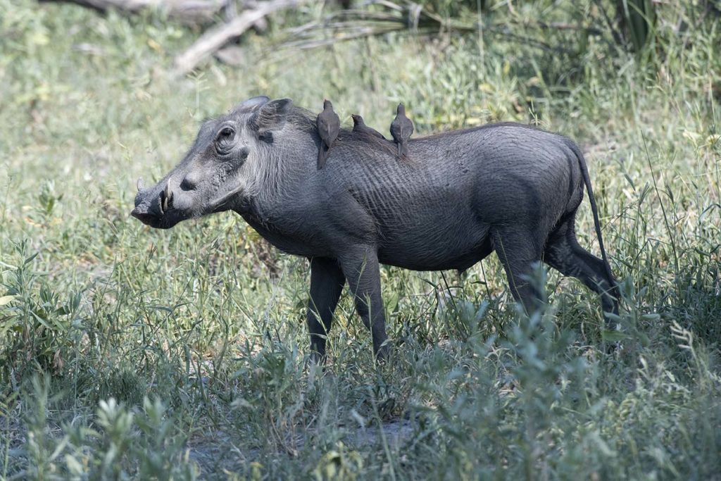 botswana game drive warthog