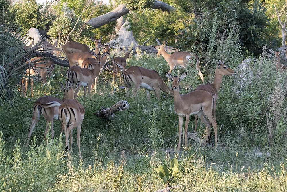 botswana-impala's