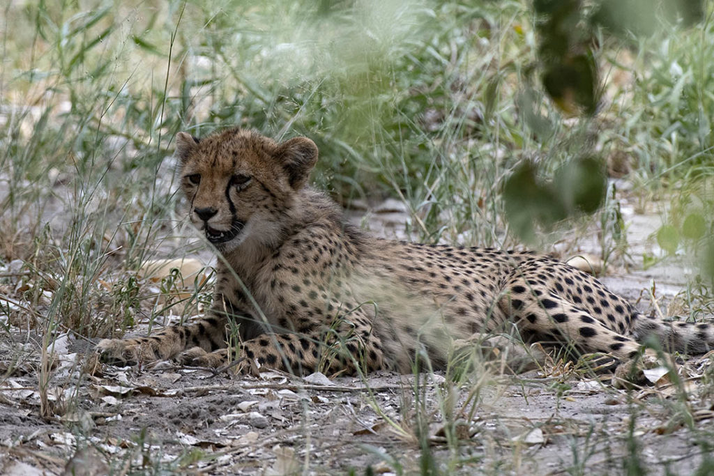 botswana-jonge-cheeta