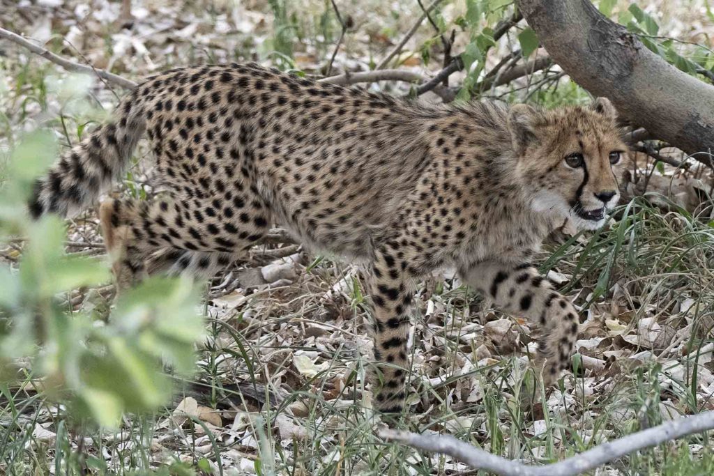 jonge-cheetah
