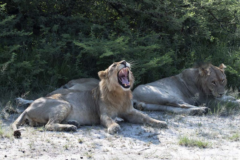 botswana-jonge-leeuwen