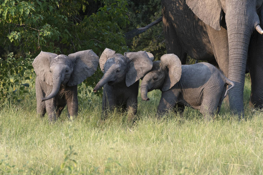 botswana-kwedi-concessie-olifantjes-spelen