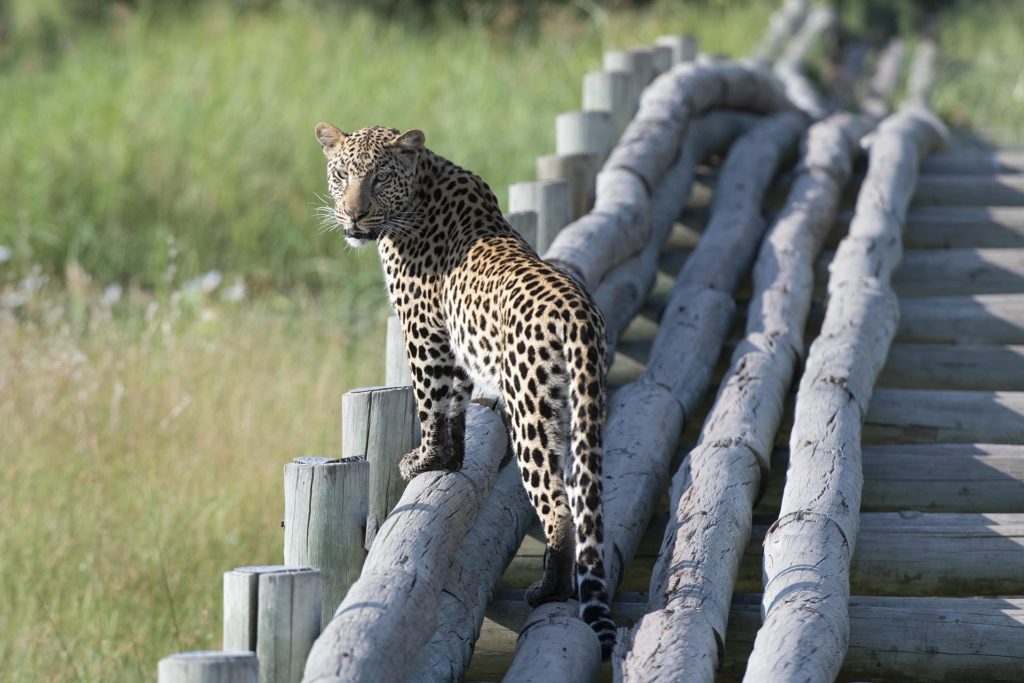 botswana-linyati-leopard-bridge