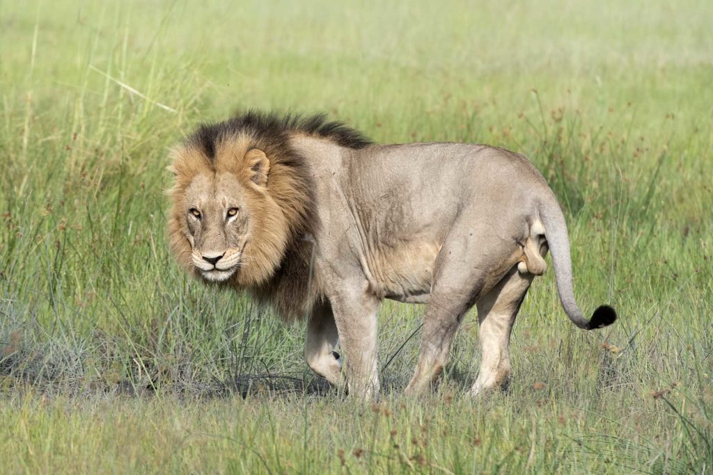 botswana-lion