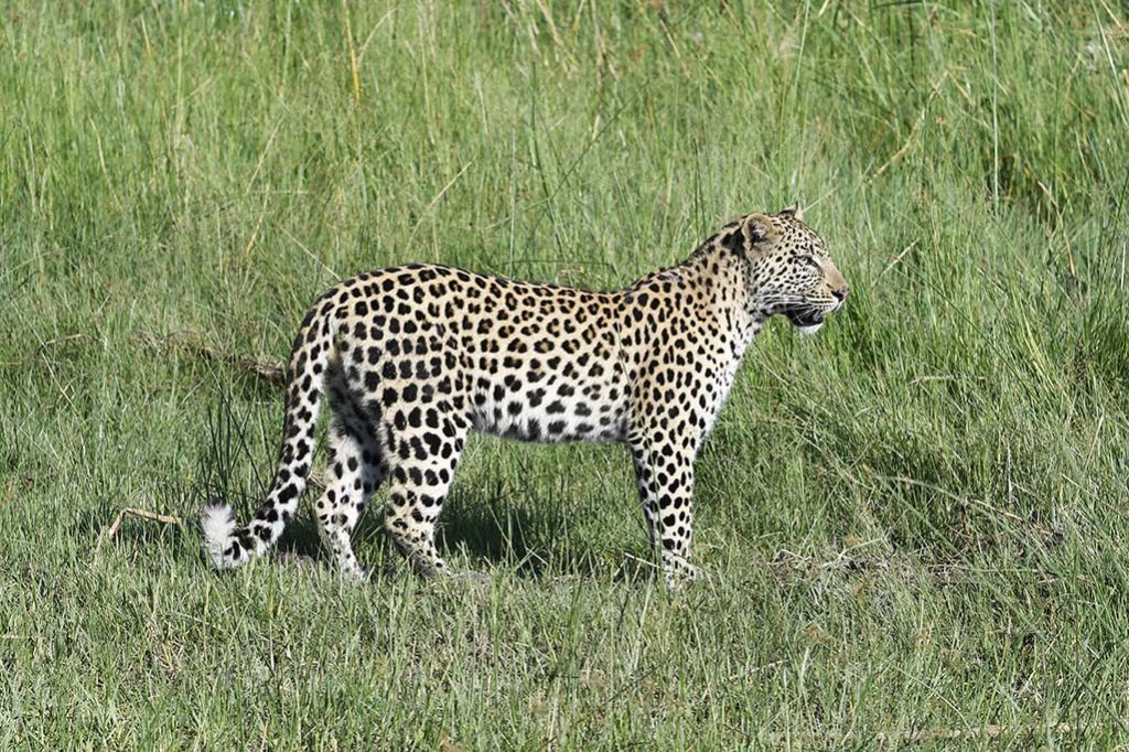 botswana leopard