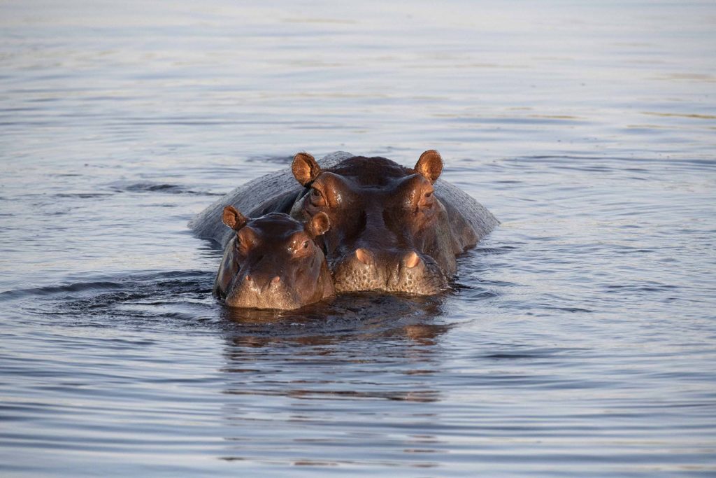 botswana hippos