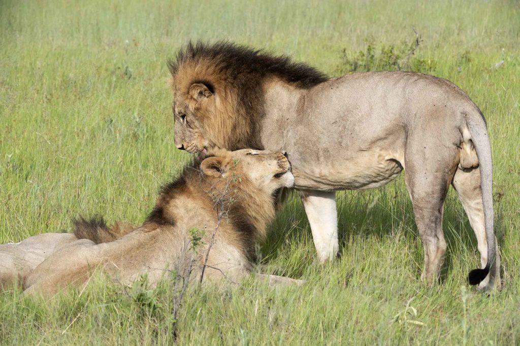 botswana-vumbura-plains-leeuwen