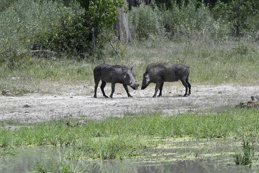 botswana-warthog's