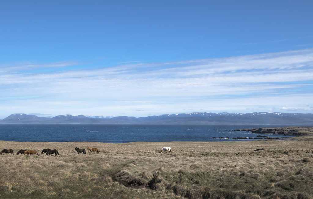 ijsland-noorden-Vatnsnes-schiereiland-paarden